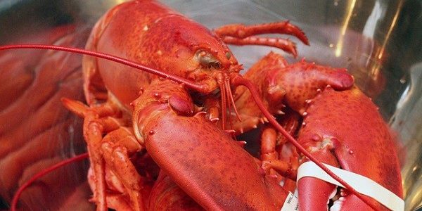 Tôm hùm “gào thét” khi bị luộc